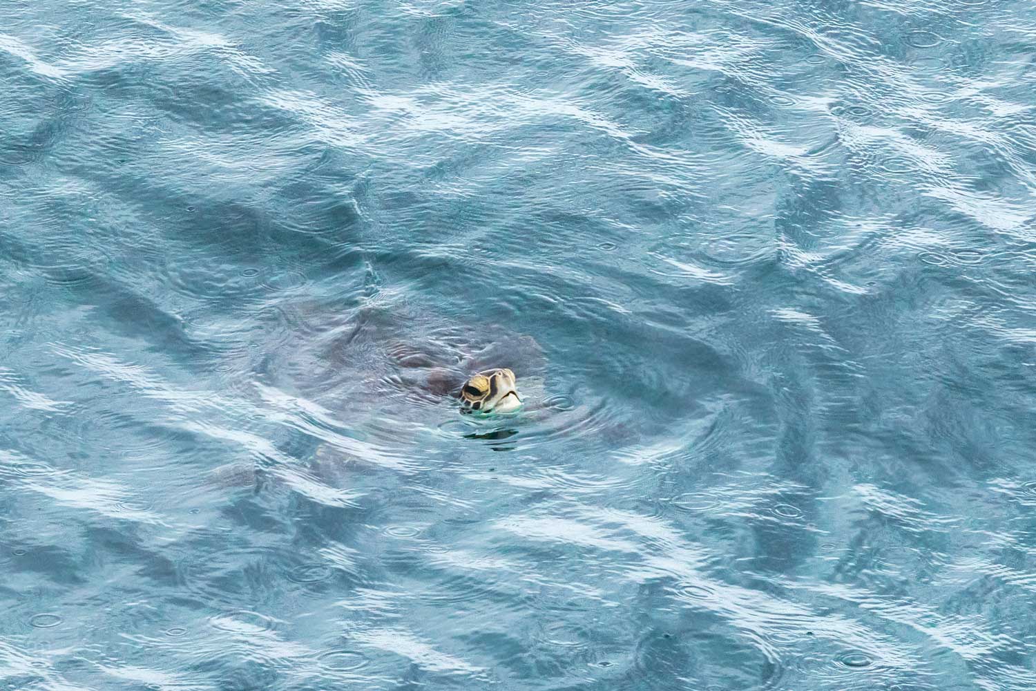 海